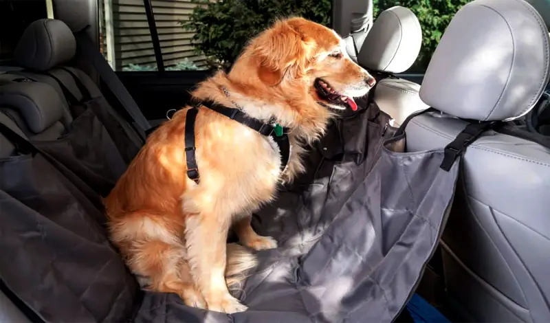 How To Travel For Work When You Have A Dog