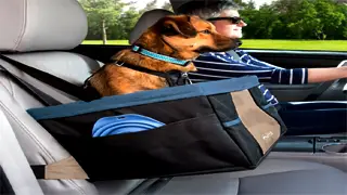 How To Travel For Work When You Have A Dog